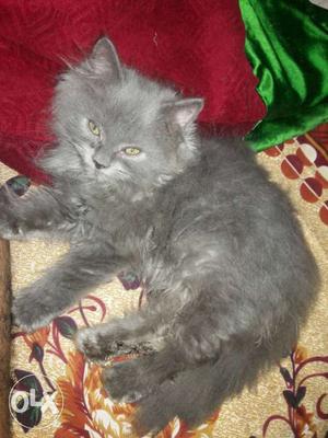 Grey male active kitten