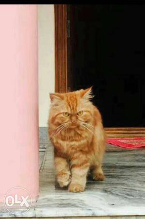 High breed cats punched face persian (male) for