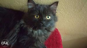 Jet Black 3 month old Persian Kitten... more