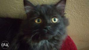 Jet Black Persian Kitten.. Bathroom Trained...