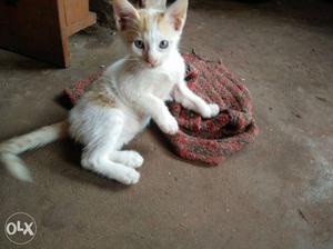 Kittens full white with orange and black spots