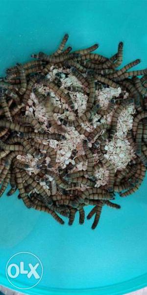 Live meal worms (super Worms) suitable for fish feed
