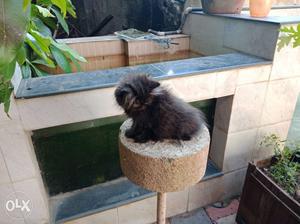 Long-coated Black And White Kitten