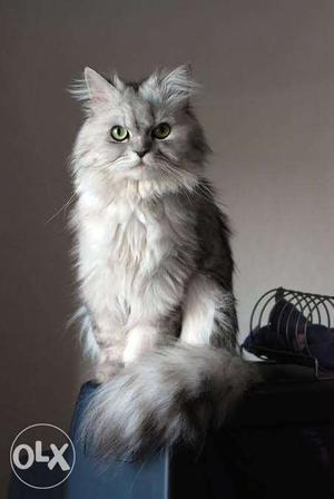 Long-dur Gray Cat female for sale