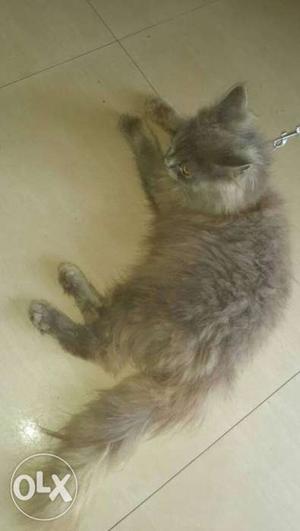 Long-fur Gray Kitten
