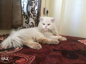 Male Persian Cat for Mating. Per day- Rs. 