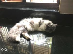Medium-fur Gray And White Cat