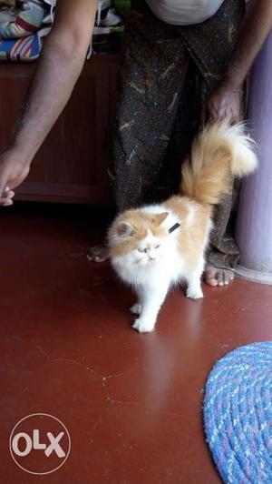 Medium-fur Orange And White Cat