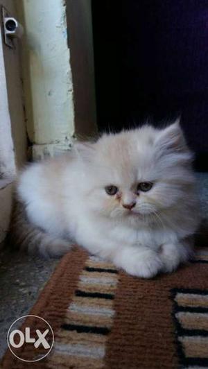 Medium-fur Orange Kitten