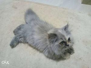 Only serious customers contact HASH COLOUR PERSIAN KITTEN
