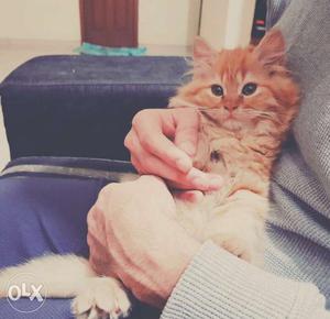 Orange Tabby Kitten