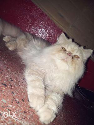 Percian cat full punch face..Male for matting