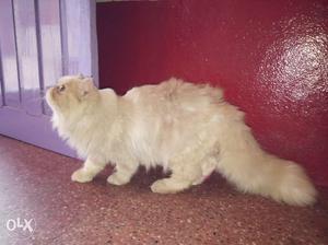 Percian cat full punch face (Male)1year old fixed price