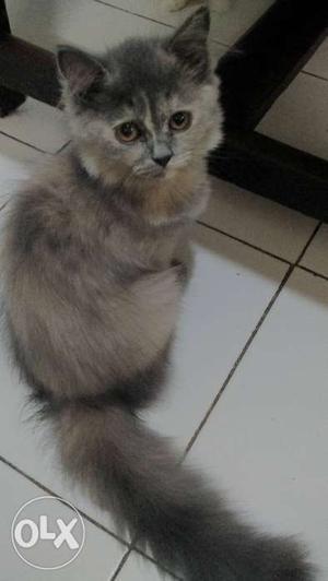 Persian Kitten 5 Months Old FEMALE /- non negotiable