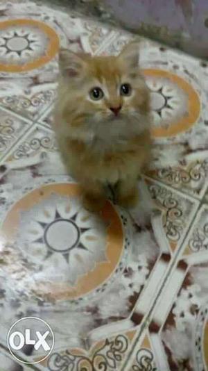 Persian cat 3 Month old male