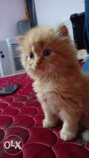 Persian cat female kitten 55 days old very