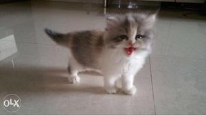 Persian cats kittens available for home delivery