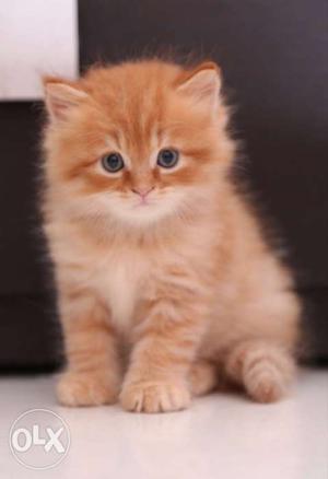 Persian cats kittens available for more details