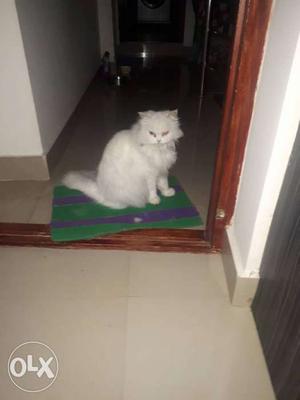 Persian female 2years old