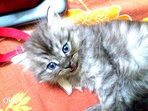 Persian kitten in grey and black mixed colour. one left