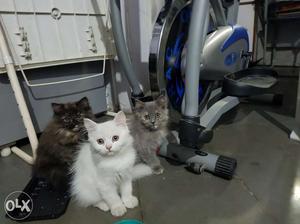Persian kittens 3 months old