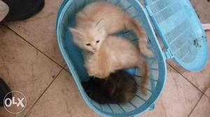 Persian kittens 75 days old for sale Rs./-each