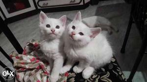 Persian kittens for sale Pm for more details