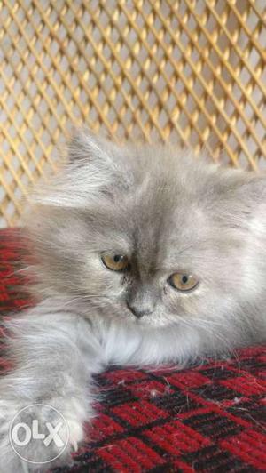 Persian kittens on urgent sell'7