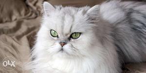 Punch face.long fur blue eyes baby Persian cats kitten