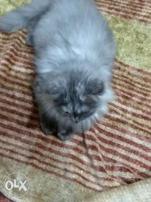 Pure Persian kitten available 3.5 months old, she