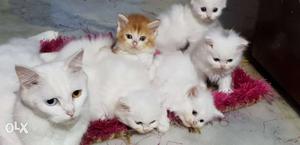 Pure White persian kittens 2 months old.
