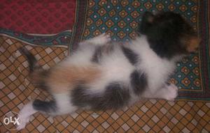 Pure breed Calico Female Persian Cat/Kitten.