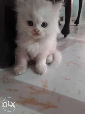 Pure breed of Persian cats three kittens White