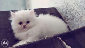 Pure breed show quality male & female Persian