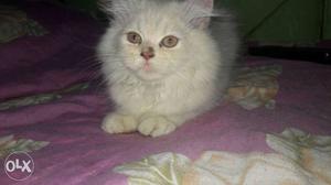 Pure white doll face kitten 2 month old available