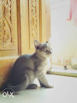 Rasian/ semi Persian cat.2:5 month faint gray colour