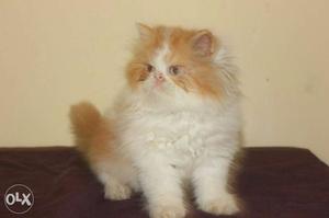 Red and white male kitten of 3 months old