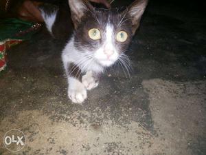 Short-coated Brown And White Cat