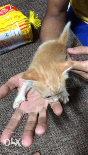 Short-fur Tabby Kitten