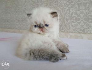 So cute persian kitten for sale in kanpur COD
