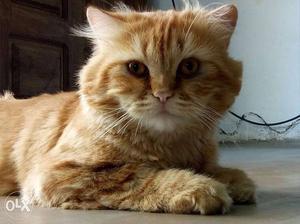 Tabby Cat In Mangaluru