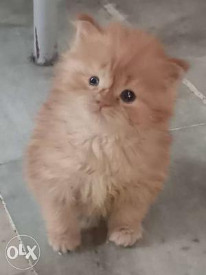 Tan Short-fur Kitten
