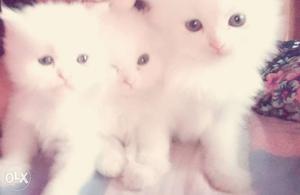 Three Persian Full White Kittens