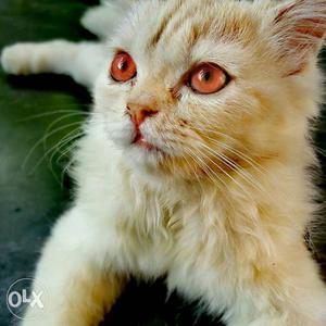 Three months persian cat