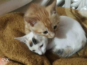 Two Short-coated White And Brown Kittens trend of toilet