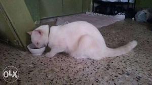 Urgent fo sale white persian cat 1 n hlf yr old with basket