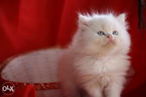 Very Ultimate Persian Kitten With Full Blue Eye