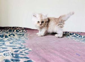 Very active full puched kitten with 50days old Urgent sale