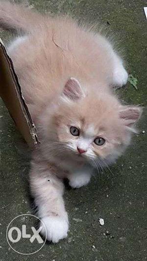 Very cute persian kitten for sale in all