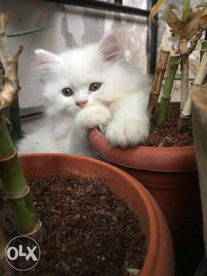 White female Persian Doll Face...4 months old, Litter